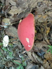 Boletus roodyi