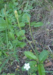 Gerbera piloselloides