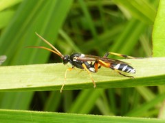 Ichneumon promissorius