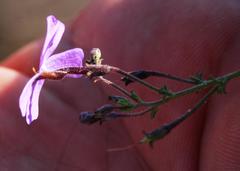 Jamesbrittenia pinnatifida