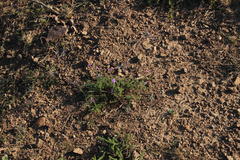 Jamesbrittenia pinnatifida