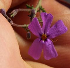 Jamesbrittenia pinnatifida