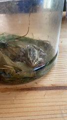 Lithobates pipiens