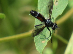 Cylindromyia bicolor