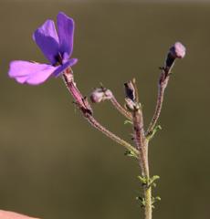 Jamesbrittenia pinnatifida