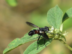 Cylindromyia bicolor