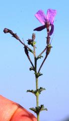 Jamesbrittenia pinnatifida