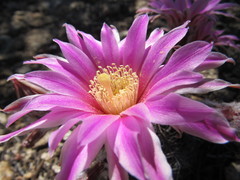 Echinocereus adustus adustus