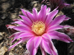 Echinocereus adustus adustus