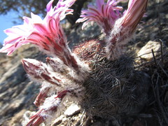 Echinocereus adustus adustus