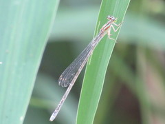 Enallagma divagans