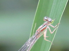 Enallagma divagans