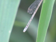 Enallagma divagans