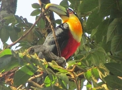 Ramphastos dicolorus