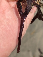 Ahnfeltiopsis linearis