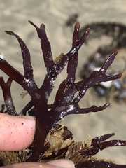 Ahnfeltiopsis linearis