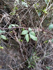 Rubus grabowskii