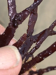 Ahnfeltiopsis linearis