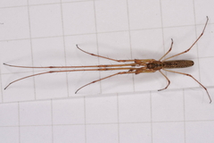 Tetragnatha hawaiensis