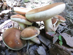 Tylopilus variobrunneus