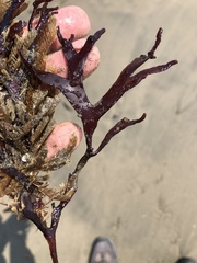 Ahnfeltiopsis linearis