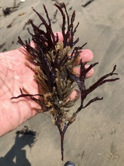 Ahnfeltiopsis linearis