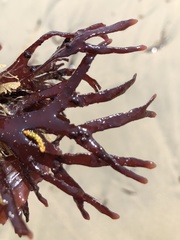 Ahnfeltiopsis linearis