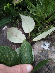 Rubus grabowskii