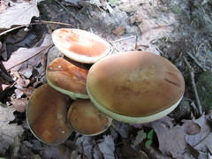 Tylopilus variobrunneus