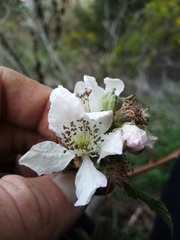 Rubus grabowskii