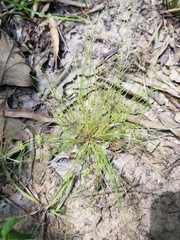 Fimbristylis vahlii