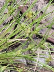 Fimbristylis vahlii