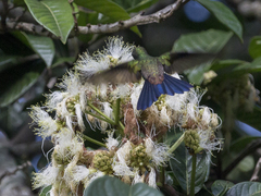 Saucerottia tobaci