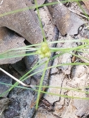 Fimbristylis vahlii