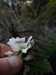 Rubus grabowskii