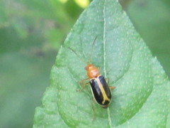 Cyclotrypema furcata