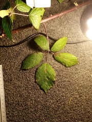 Rubus grabowskii