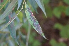 Mycosphaerella salicicola