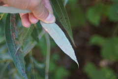 Mycosphaerella salicicola