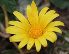 Haplocarpha lyrata