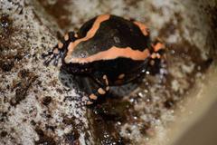 Phrynomantis bifasciatus