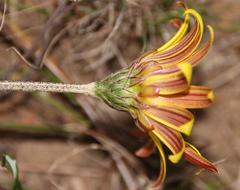 Haplocarpha lyrata