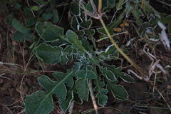 Haplocarpha lyrata