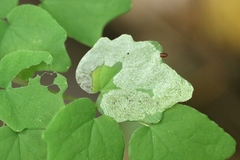 Phytomyza vancouveriella