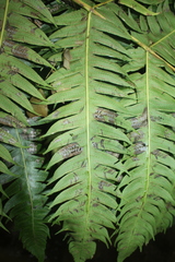 Cyathea horrida