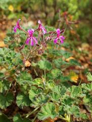 Pelargonium reniforme reniforme