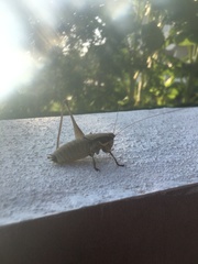 Eupholidoptera smyrnensis