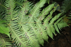 Cyathea horrida