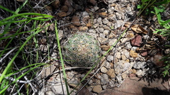 Coryphantha compacta