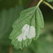 Phyllonorycter holodisci - Photo (c) Noah Strycker, some rights reserved (CC BY-NC), uploaded by Noah Strycker